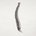 estrutura coluna vertebral