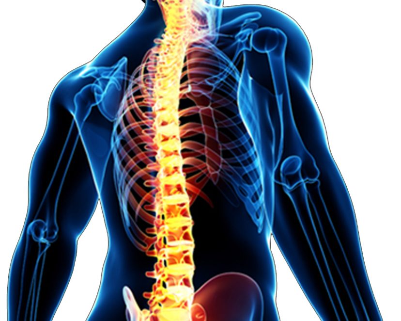 Spine. Позвоночник основа жизни. C6 c7 отдел позвоночника реабилитация. Инновация позвоночника. Разработка внешнего позвоночника.