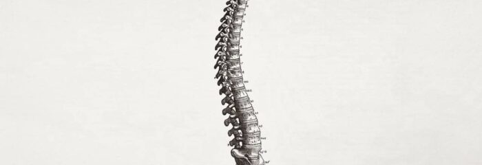 Além de complexa, a estrutura da coluna vertebral muda ao longo da vida