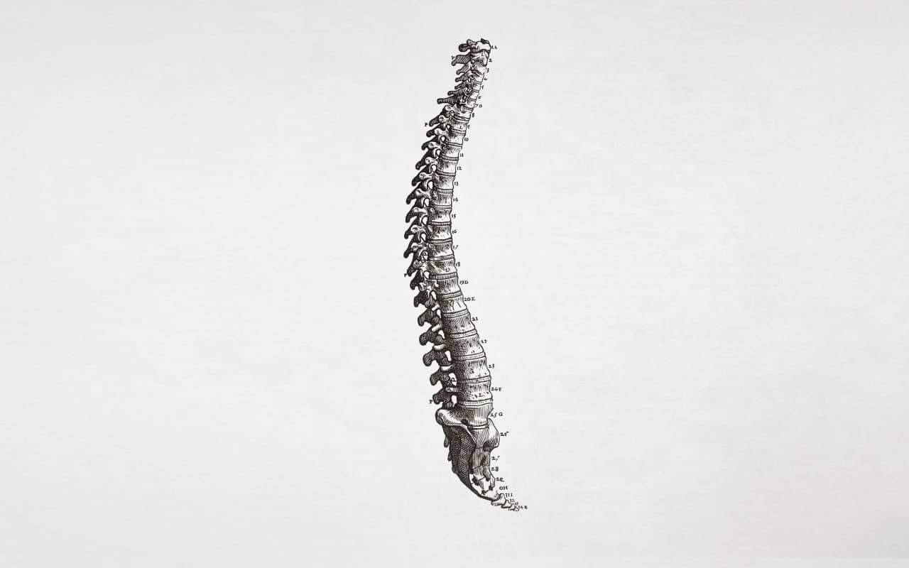 estrutura coluna vertebral
