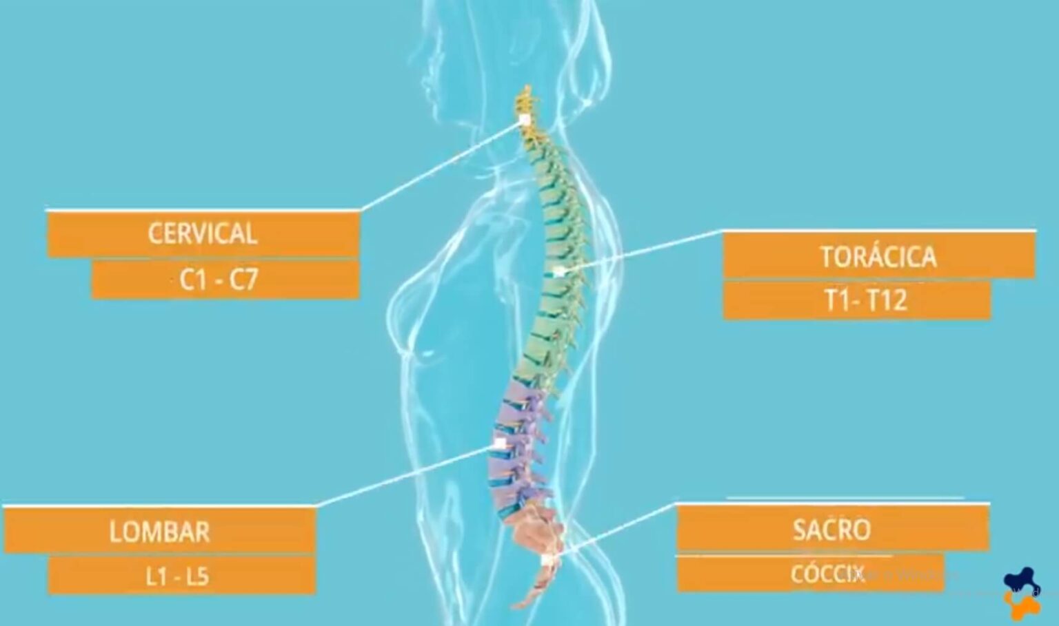 Aula Osteologia Da Coluna Vertebral Pdf Coluna Vertebral Anatomia Vrogue